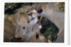 Lionesses Grooming One Another in Shade by Anonymous