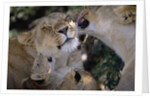 Lionesses Grooming One Another in Shade by Anonymous