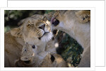 Lionesses Grooming One Another in Shade by Anonymous