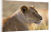Lioness Resting by Anonymous
