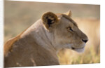 Lioness Resting by Anonymous