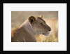 Lioness Resting by Anonymous