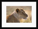 Lioness Resting by Anonymous