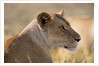 Lioness Resting by Anonymous