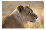 Lioness Resting by Anonymous