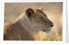 Lioness Resting by Anonymous