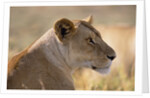 Lioness Resting by Anonymous