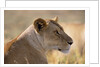 Lioness Resting by Anonymous