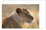 Lioness Resting by Anonymous