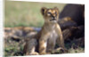 Lion Cub Watching Birds by Anonymous