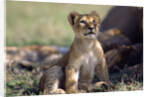 Lion Cub Watching Birds by Anonymous