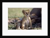 Lion Cub Watching Birds by Anonymous