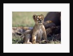Lion Cub Watching Birds by Anonymous