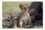 Lion Cub Watching Birds by Anonymous