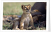 Lion Cub Watching Birds by Anonymous