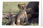Lion Cub Watching Birds by Anonymous