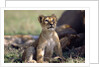 Lion Cub Watching Birds by Anonymous