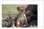 Lion Cub Watching Birds by Anonymous