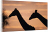 Masai Giraffes, Female and Male, Against Morning Sky by Anonymous