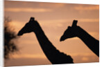 Masai Giraffes, Female and Male, Against Morning Sky by Anonymous