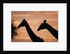 Masai Giraffes, Female and Male, Against Morning Sky by Anonymous