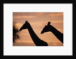 Masai Giraffes, Female and Male, Against Morning Sky by Anonymous