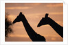 Masai Giraffes, Female and Male, Against Morning Sky by Anonymous