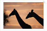 Masai Giraffes, Female and Male, Against Morning Sky by Anonymous