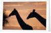 Masai Giraffes, Female and Male, Against Morning Sky by Anonymous