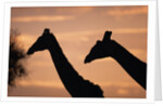 Masai Giraffes, Female and Male, Against Morning Sky by Anonymous