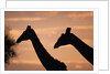 Masai Giraffes, Female and Male, Against Morning Sky by Anonymous