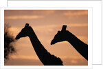 Masai Giraffes, Female and Male, Against Morning Sky by Anonymous