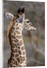 Masai Giraffe Calf by Anonymous