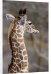 Masai Giraffe Calf by Anonymous