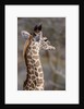 Masai Giraffe Calf by Anonymous