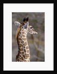 Masai Giraffe Calf by Anonymous