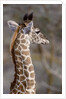Masai Giraffe Calf by Anonymous