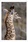 Masai Giraffe Calf by Anonymous