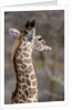 Masai Giraffe Calf by Anonymous