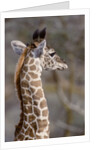 Masai Giraffe Calf by Anonymous