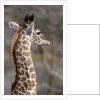 Masai Giraffe Calf by Anonymous