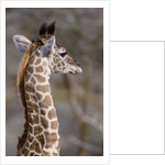 Masai Giraffe Calf by Anonymous