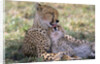 Cheetah Mother Licks Her Young Cub by Anonymous