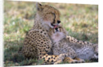 Cheetah Mother Licks Her Young Cub by Anonymous