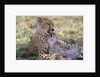 Cheetah Mother Licks Her Young Cub by Anonymous