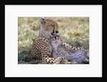 Cheetah Mother Licks Her Young Cub by Anonymous