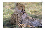 Cheetah Mother Licks Her Young Cub by Anonymous