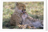 Cheetah Mother Licks Her Young Cub by Anonymous