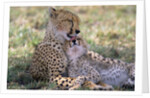 Cheetah Mother Licks Her Young Cub by Anonymous