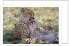 Cheetah Mother Licks Her Young Cub by Anonymous